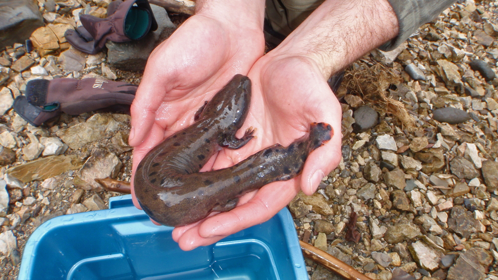 Large adult Mudpuppy in hand Chellman